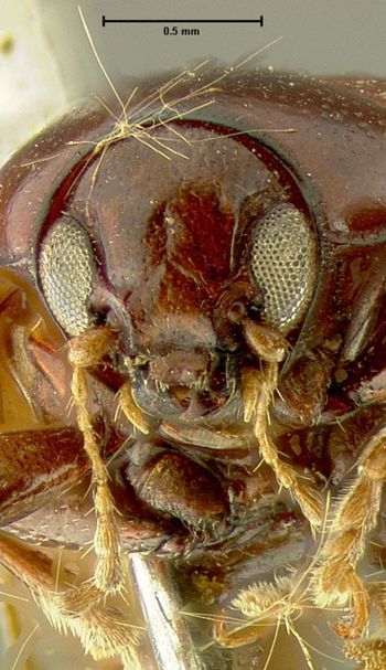 Media type: image;   Entomology 7415 Aspect: head frontal view
